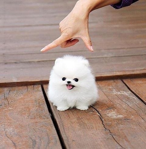 cute 