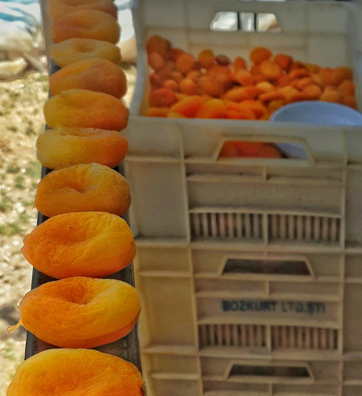Malatya Kayısı