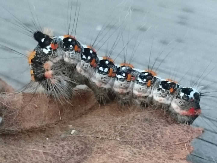 Raupe mit Hut/ caterpillar with hat
