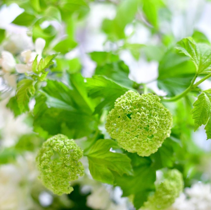 hydrangea