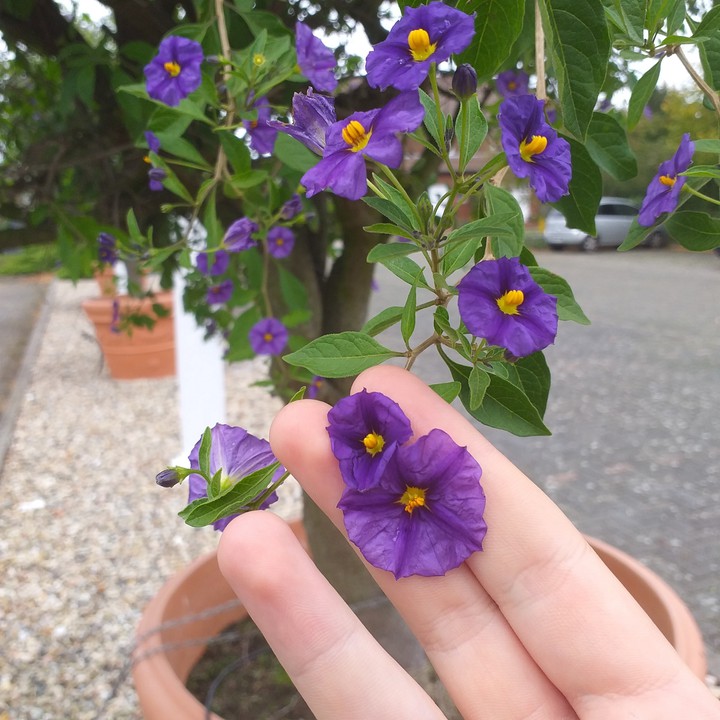 blume