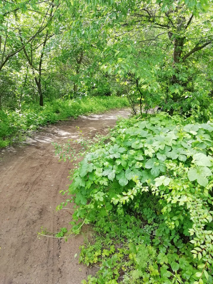 лес