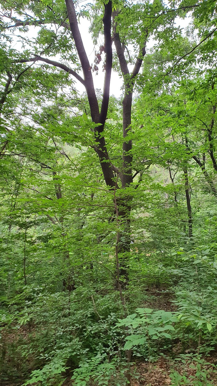 숲(forest)