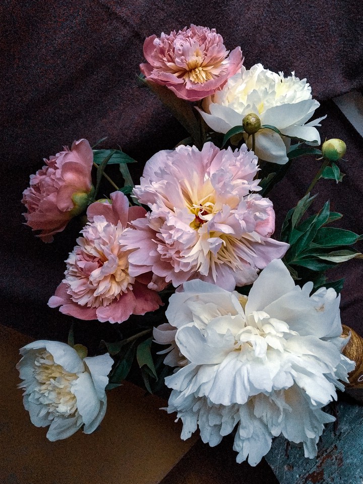Summer peony flowers