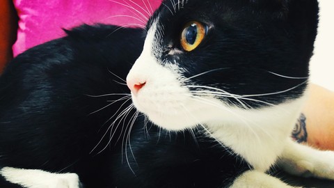 wallpaper snout, cat