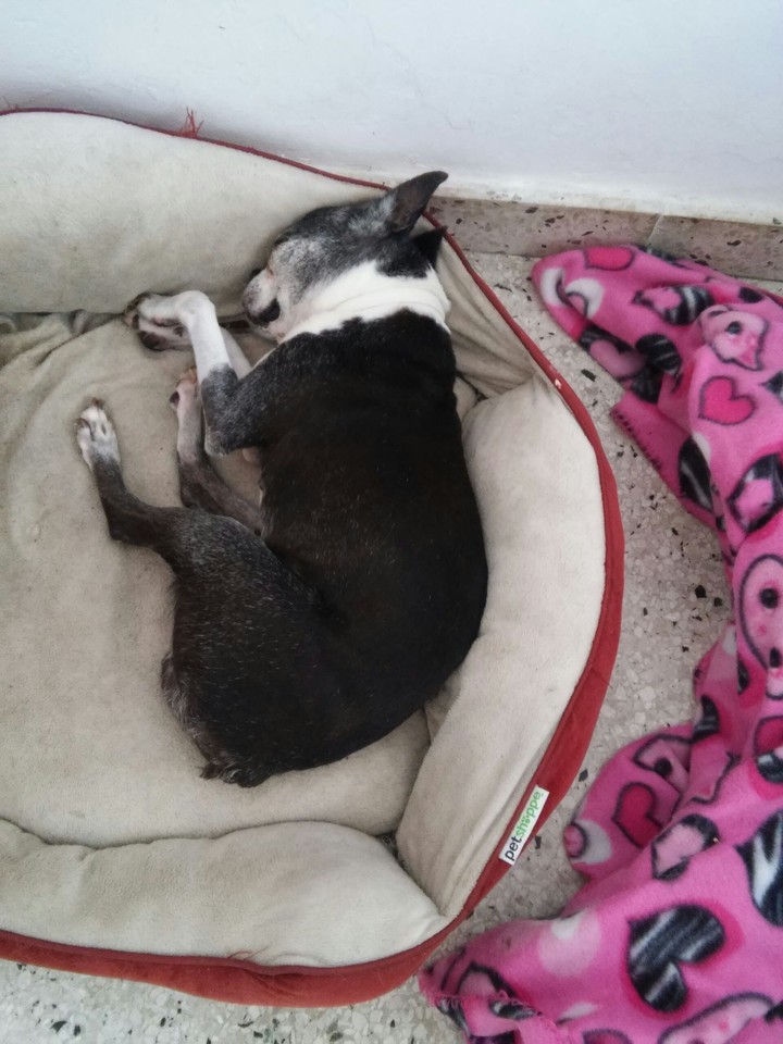 Boston Terrier/Roxy