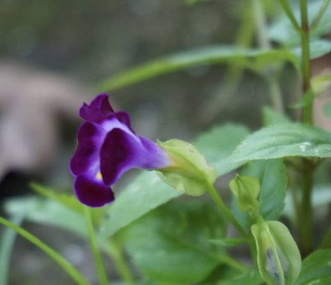 wallpaper flower, pedicel