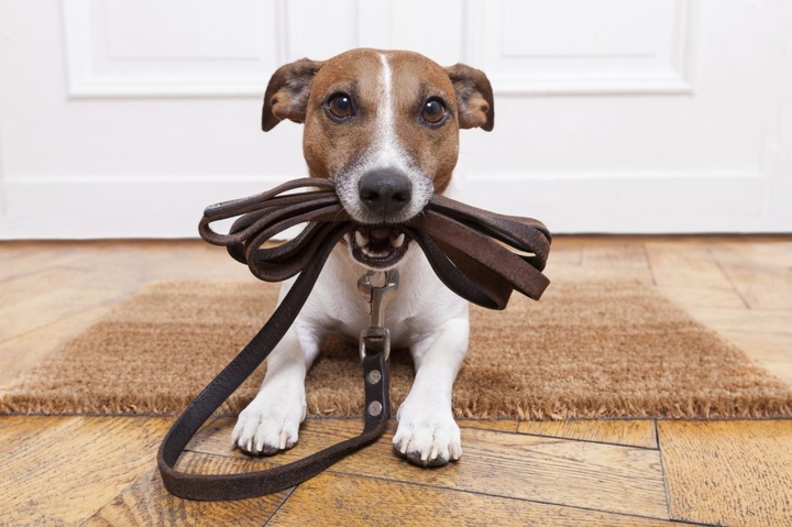 Cute dog