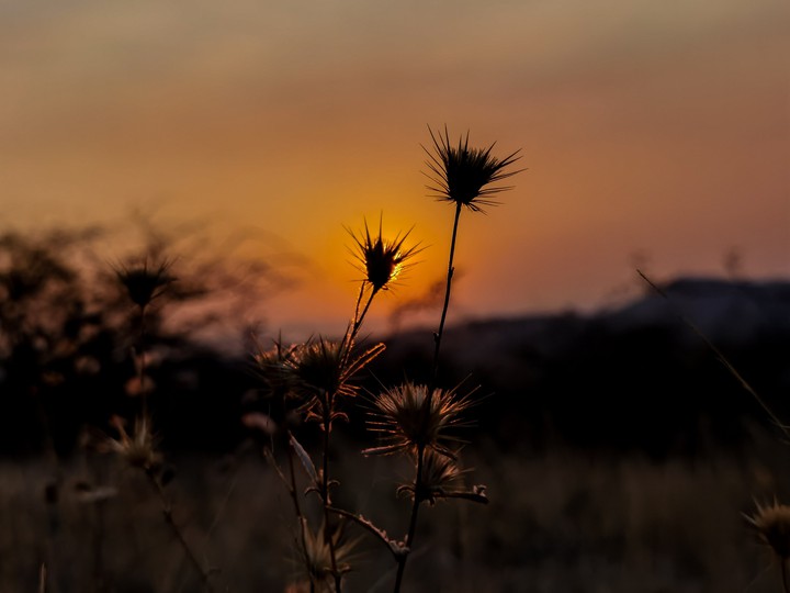 Silhouette sunsets