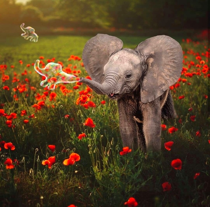bubble blower & elephant