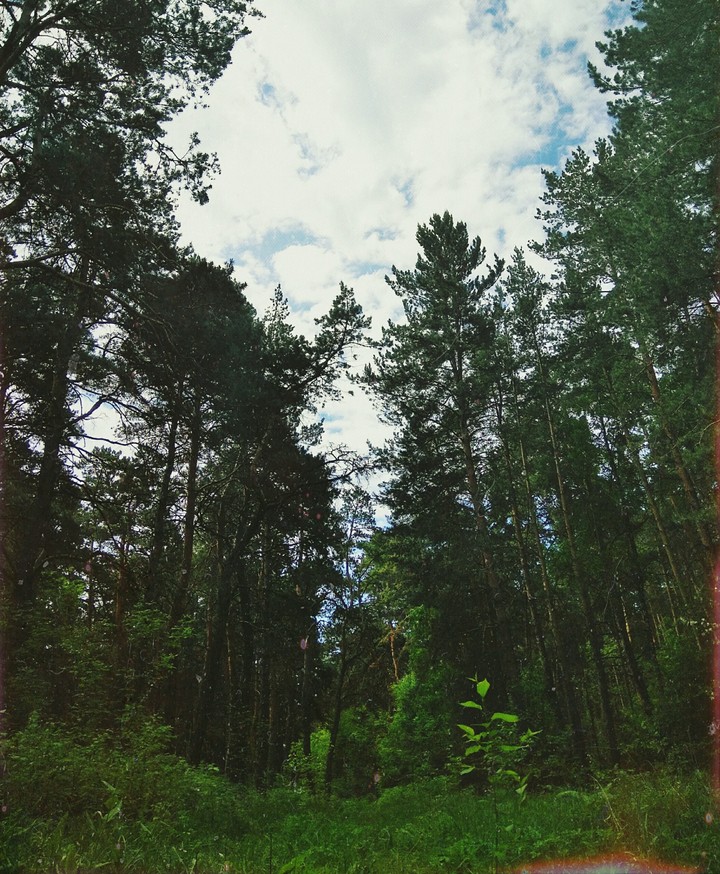 лес