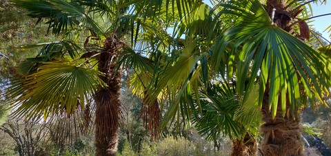 Palm trees