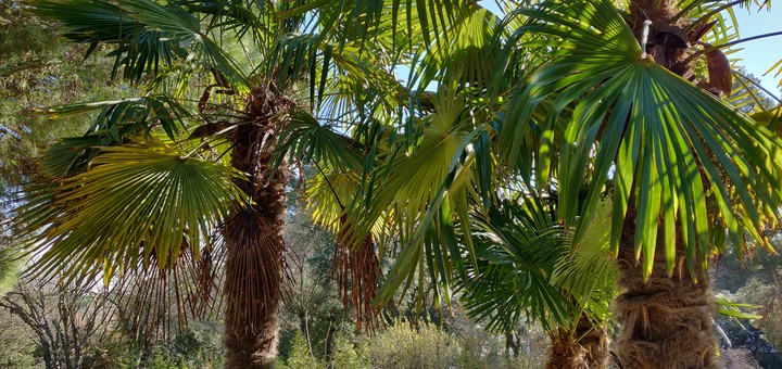 Palm trees