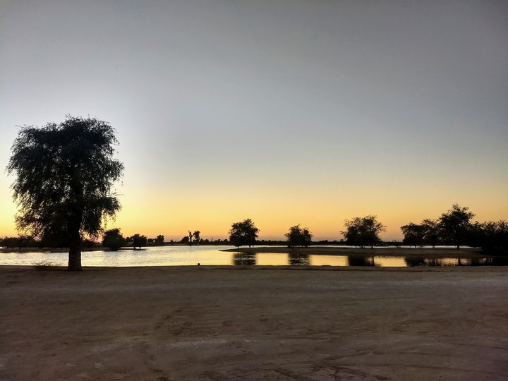 Oasis