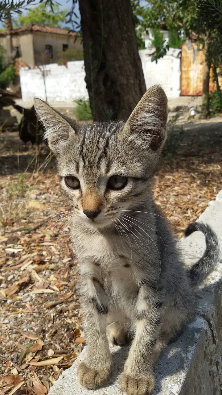 tatlı