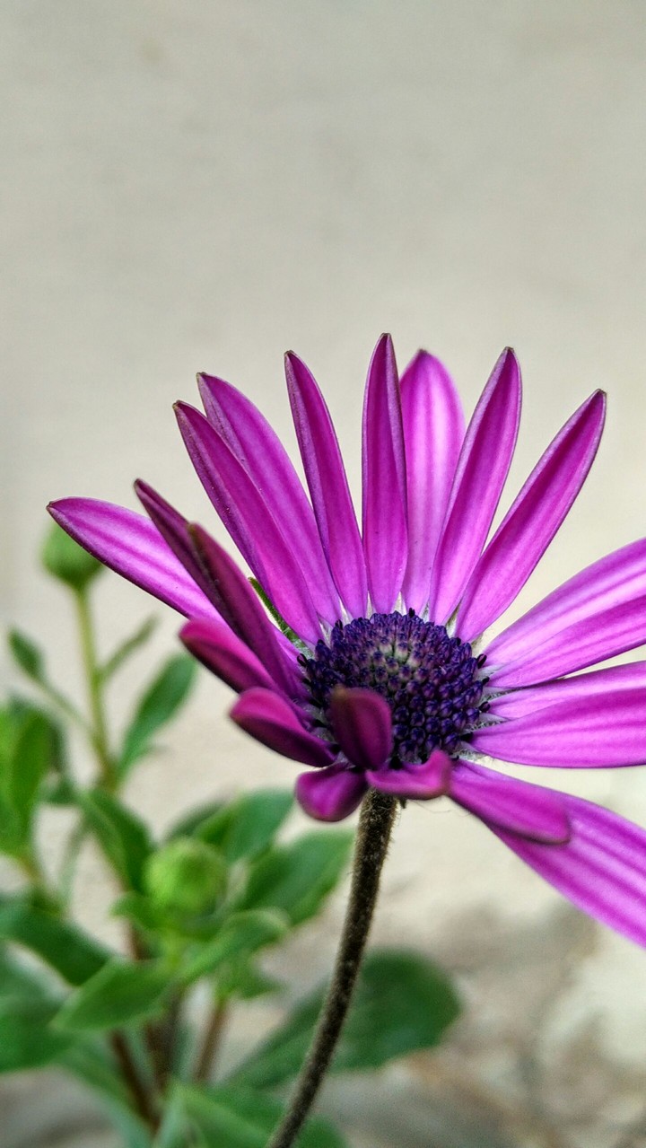 love for purple