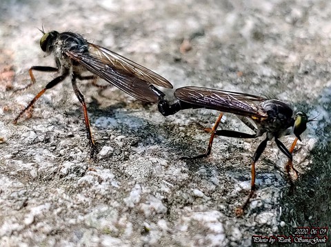 invertebrate, pest wallpapers