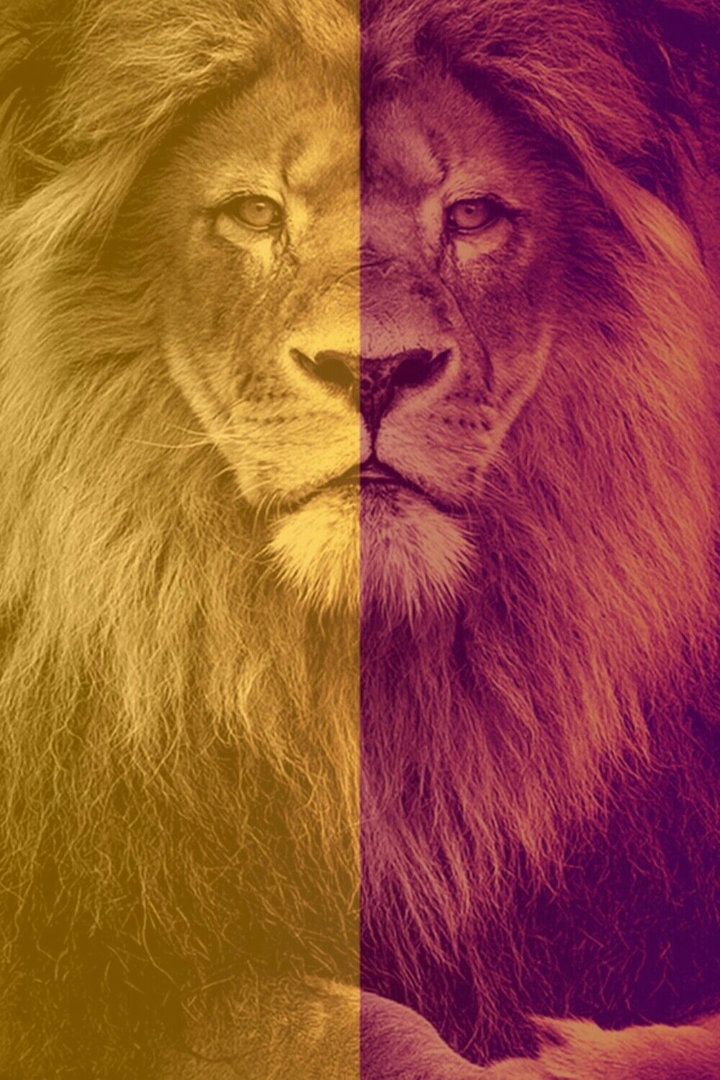 galatasaray lion sarı kırmızı