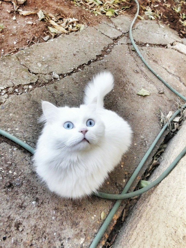 Cats