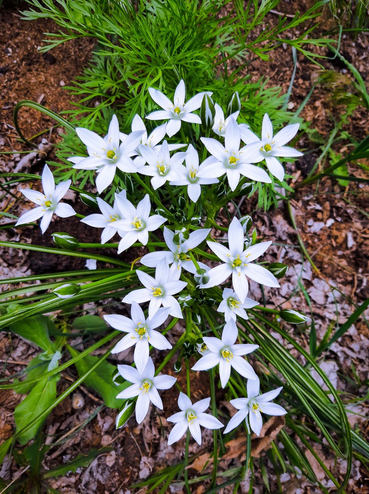 Spring
