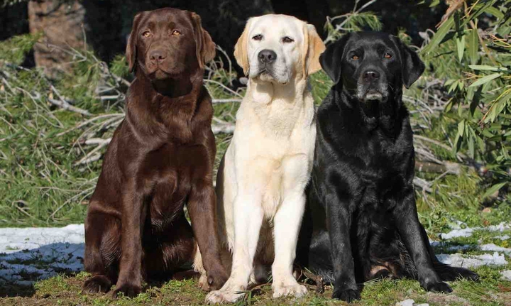 Labrador dogs