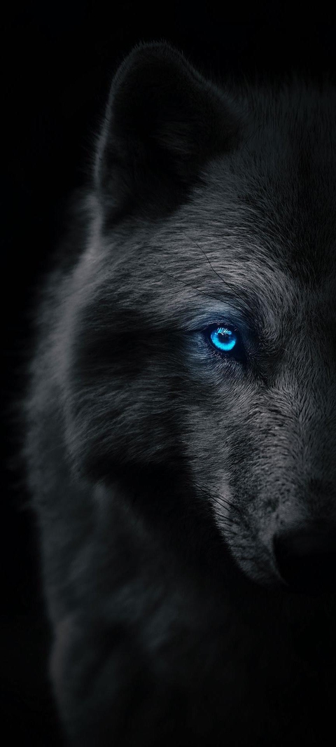 wallpaper Carnivore, snout