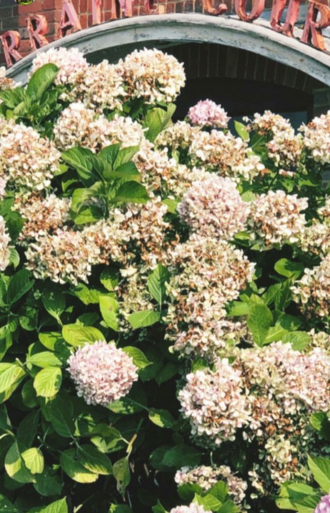 tapety plant, flower