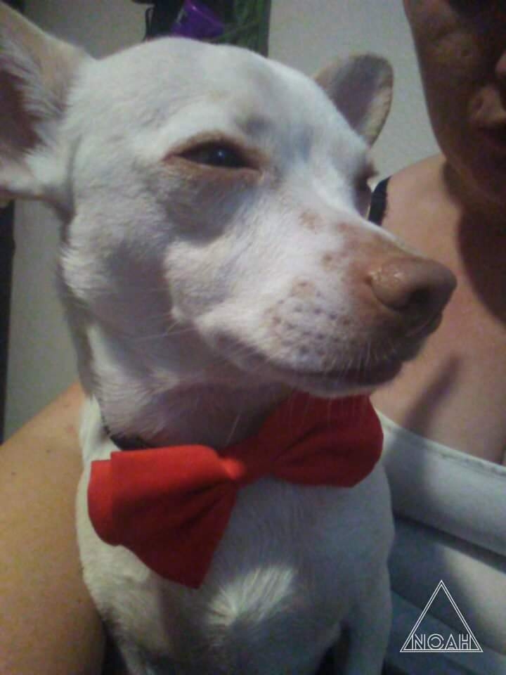 willy petes bow tie