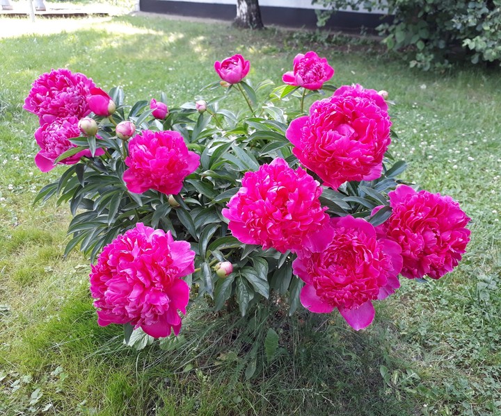 beautiful flowers