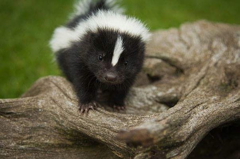 little