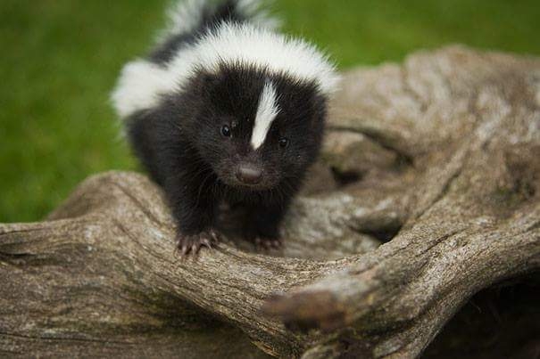 little