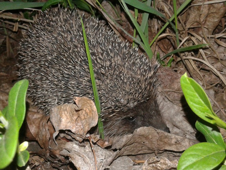 hedgehog