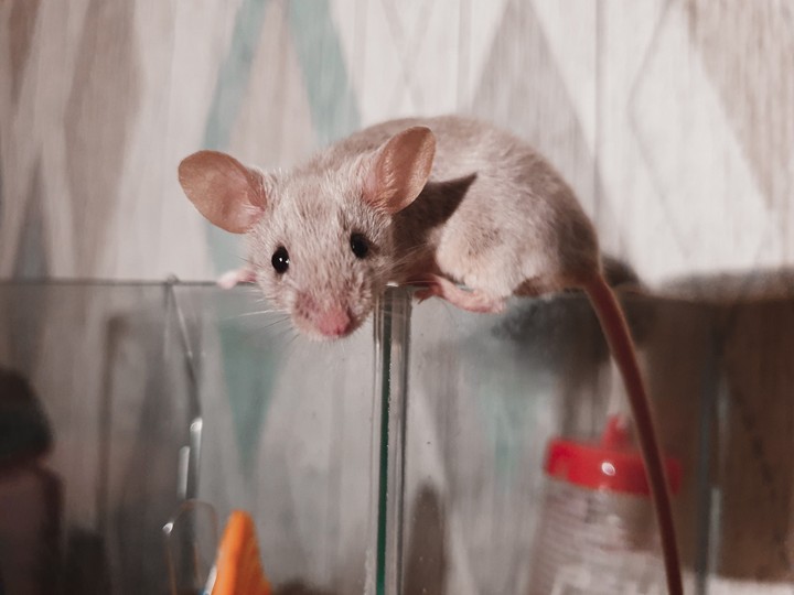 mouse