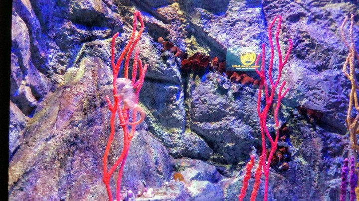 AquaRio