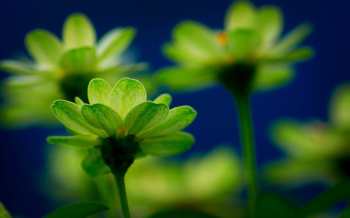 природа