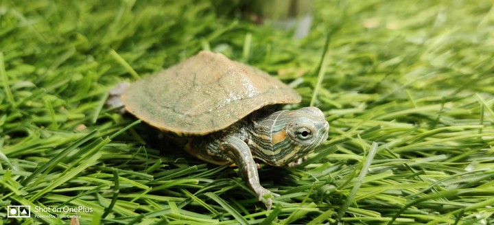 pond turtle