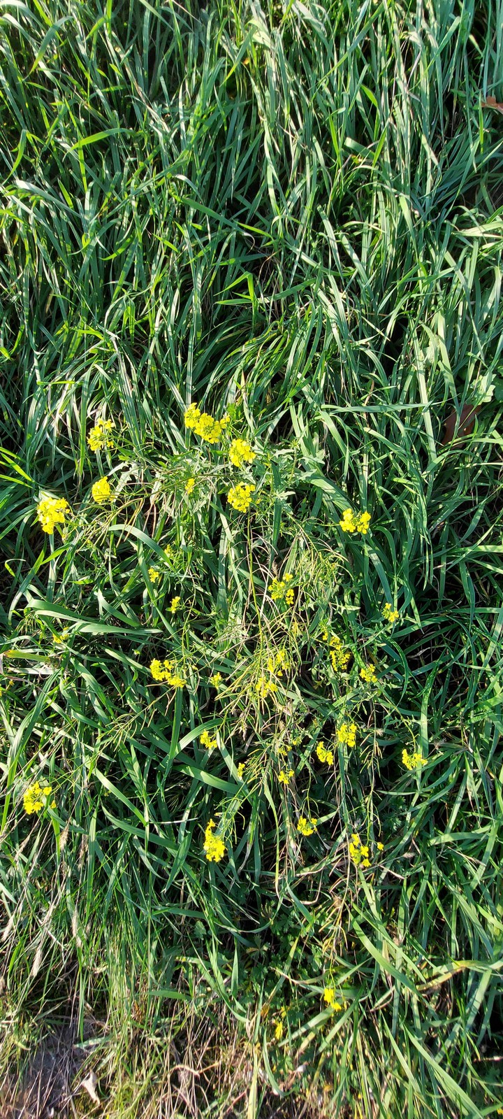 kleine blüden