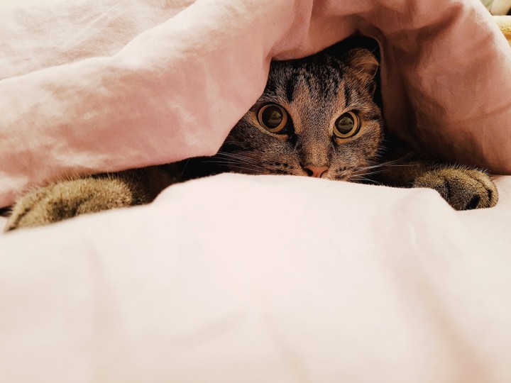 cat