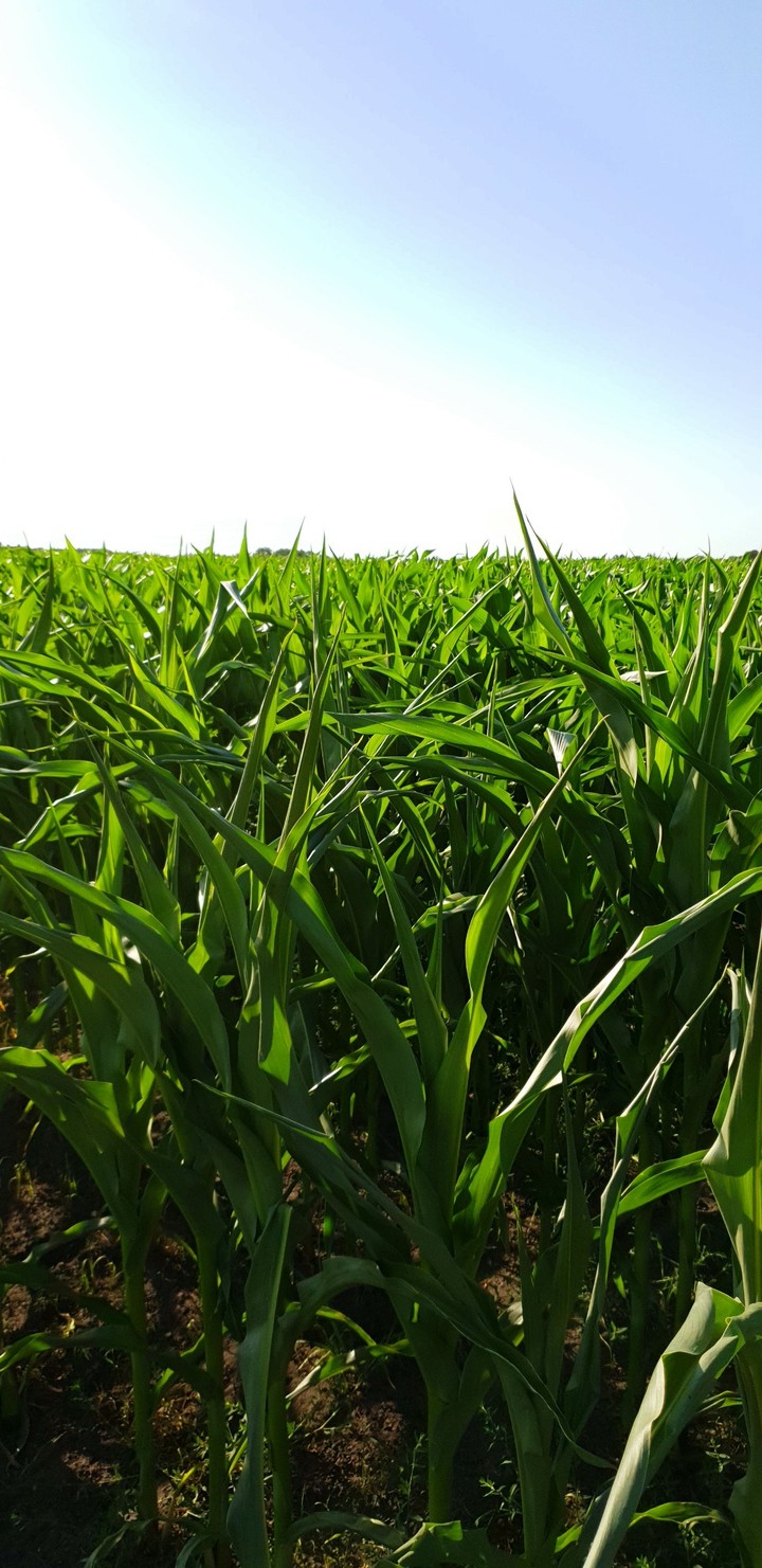 Corn