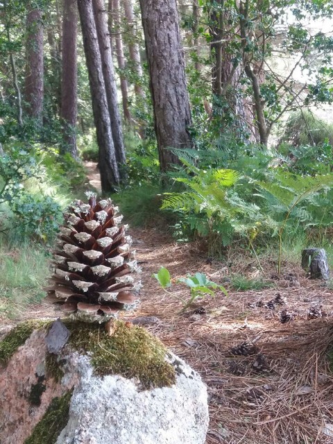 tree, Pine桌布