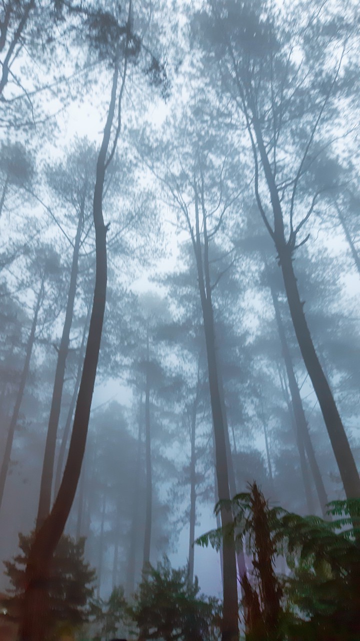 Misty
