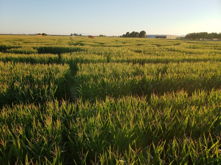 corn maze