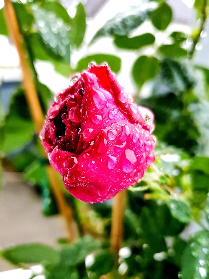 Rose im Regen
