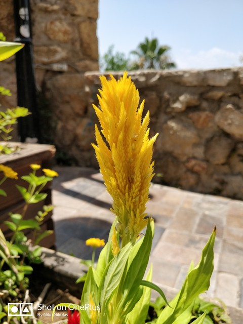 flower