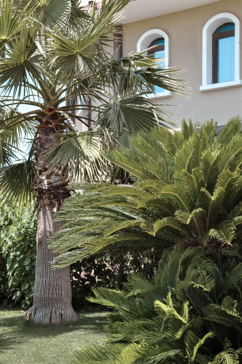 Palm