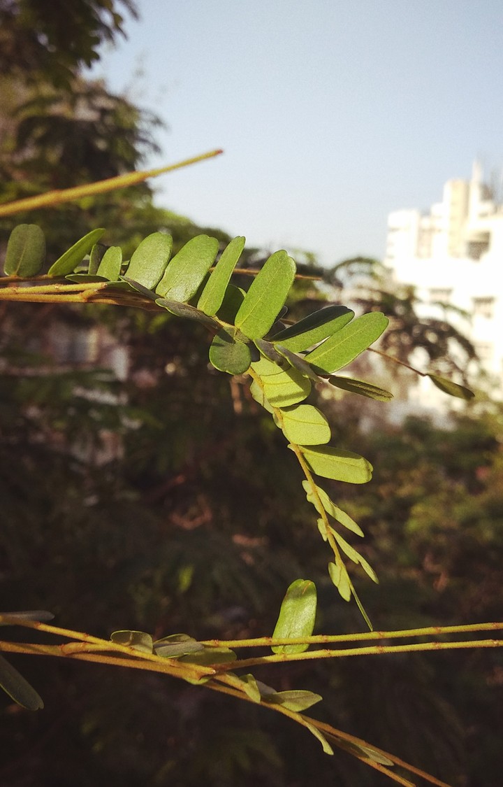 tree