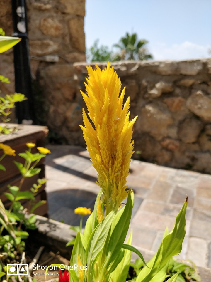 flower