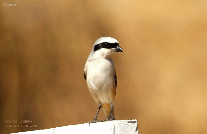 Long tail shirke