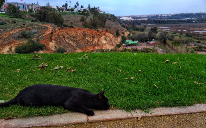 black cats are the best