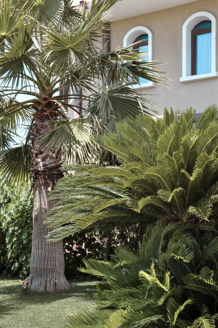 Palm